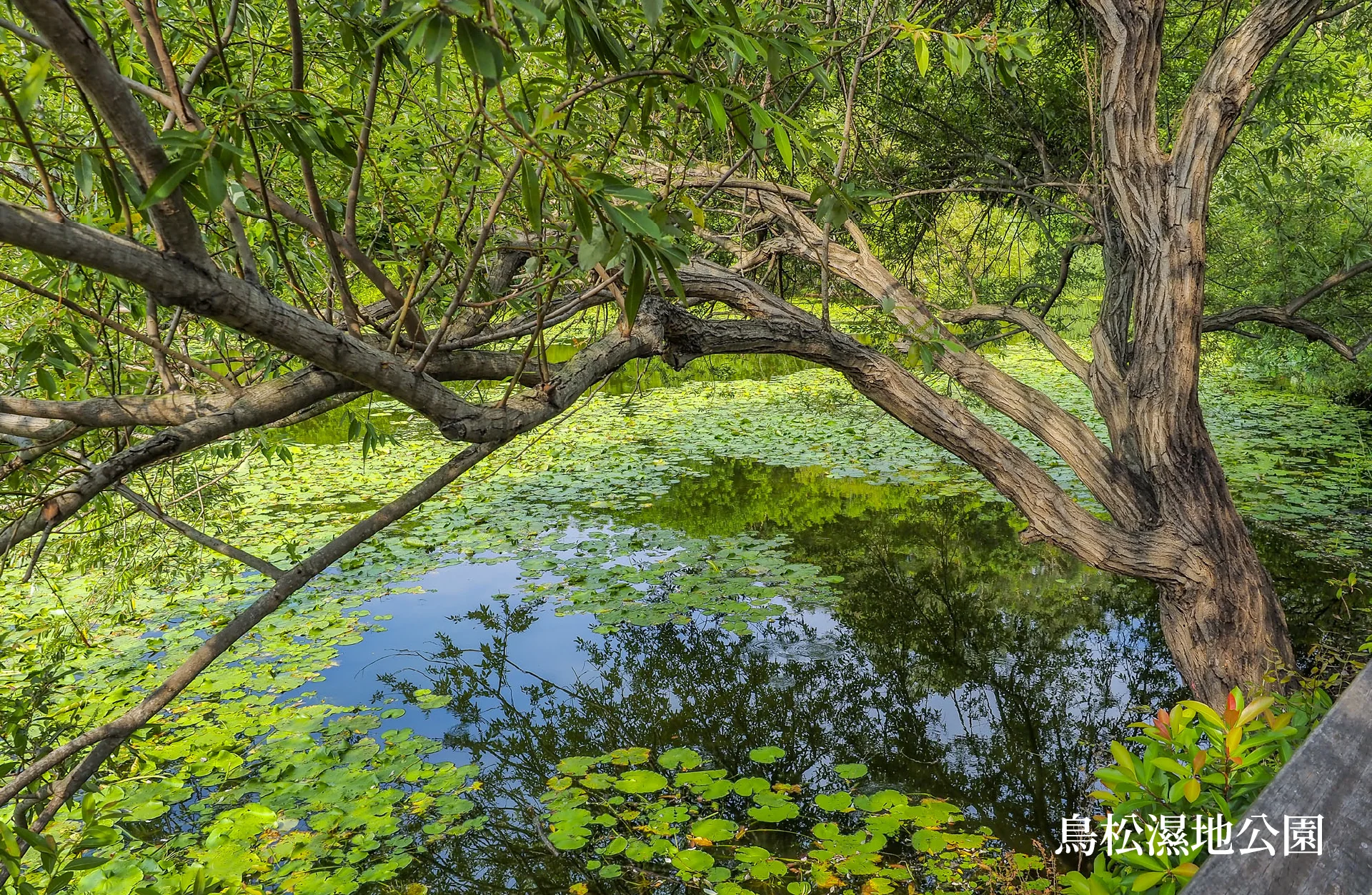 鳥松濕地公園